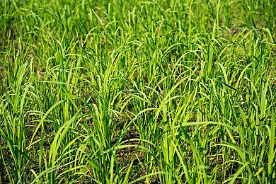 《黑神话》Steam通关率35.6%！97.4%人完成序章