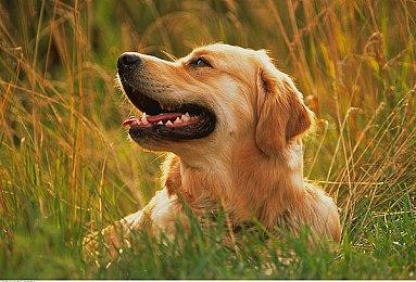 《神箱》推出国际版登陆多平台 奇幻建造RPG